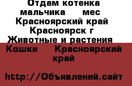 Отдам котенка мальчика 4,5 мес - Красноярский край, Красноярск г. Животные и растения » Кошки   . Красноярский край